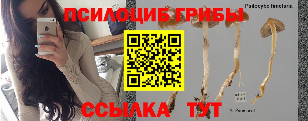 Псилоцибиновые грибы прущие грибы Саянск